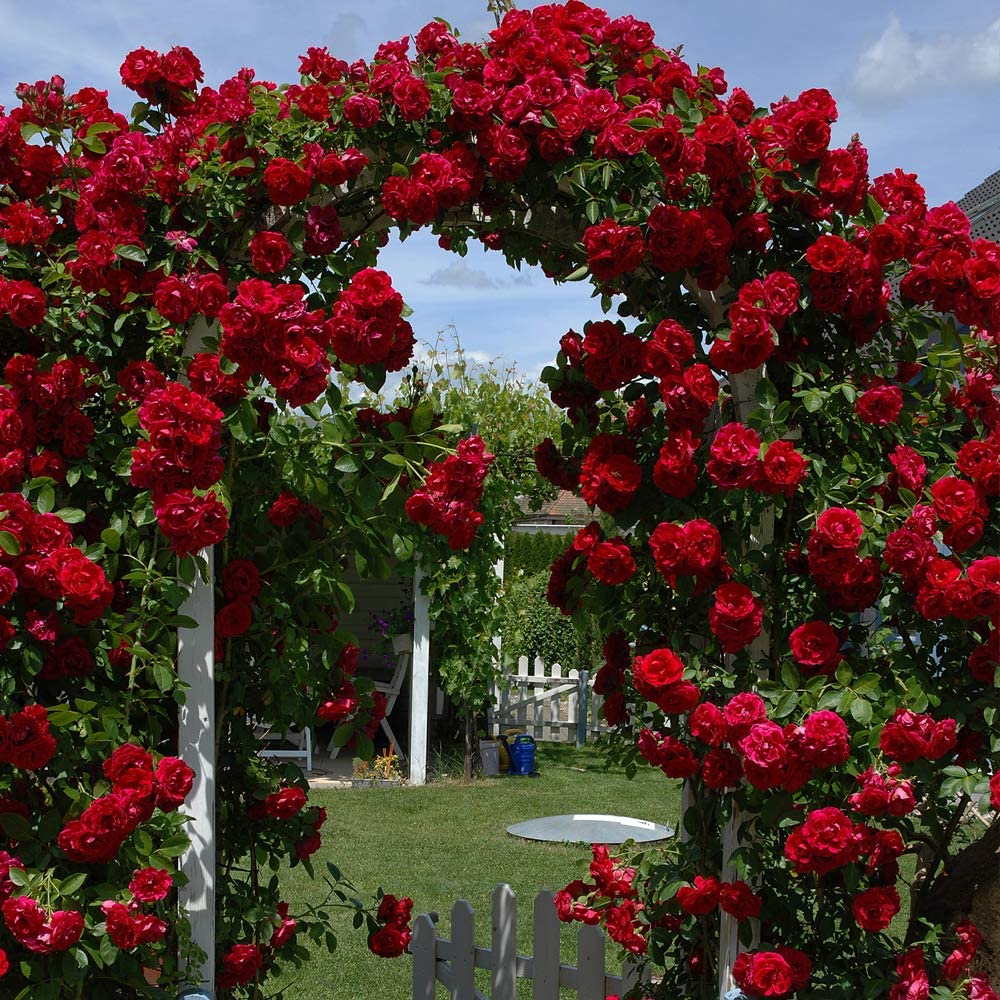 Climbing Multicolor Rose Seeds – Premium Hybrid Collection