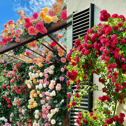 Climbing Multicolor Rose Seeds – Premium Hybrid Collection