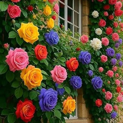 Climbing Multicolor Rose Seeds – Premium Hybrid Collection