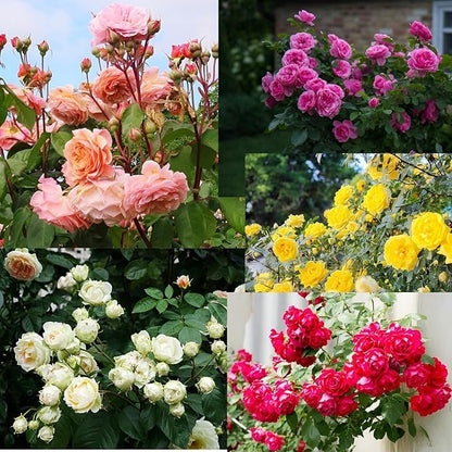 Climbing Multicolor Rose Seeds – Premium Hybrid Collection